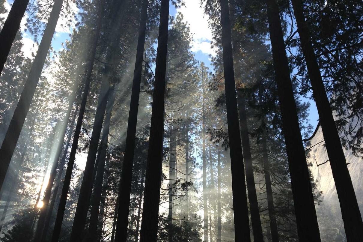 Nam voluptatem dolores doloribus eos qui